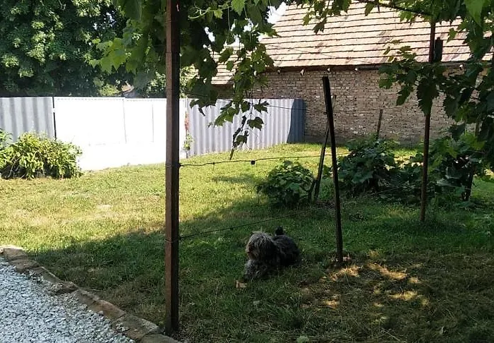 Dancz * Deg